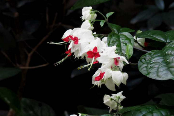 龙吐珠修剪方法，4步即可完成植株的修剪