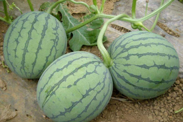 露地西瓜种植技术,建议在每年的3~4月进行种植