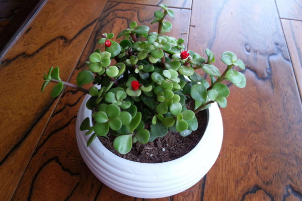 马齿苋树怎么养才开花,保证光照、养分充足