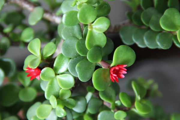 马齿苋树怎么养才开花,保证光照、养分充足