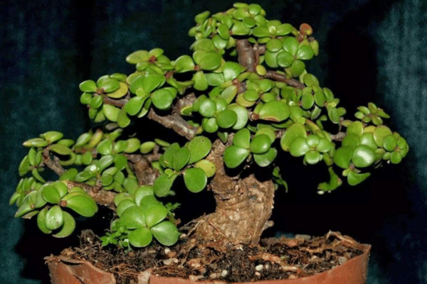 马齿苋树怎么养才开花,保证光照、养分充足