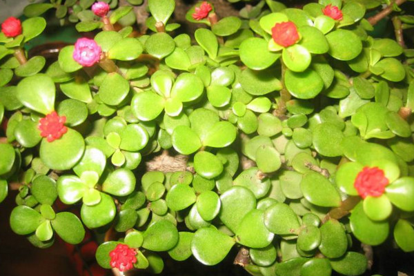 马齿苋树怎么养才开花,保证光照、养分充足