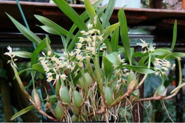 石仙桃的养殖方法及注意事项,做好以下要点是关键