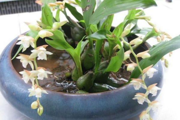 石仙桃的养殖方法及注意事项,做好以下要点是关键