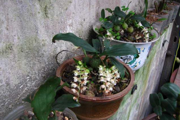 石仙桃的养殖方法及注意事项,做好以下要点是关键