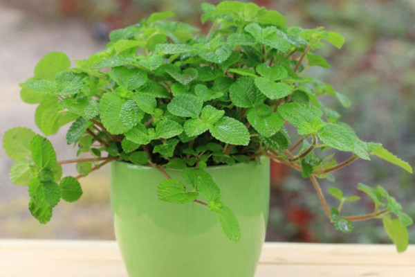 吸毒草怎么扦插,4步即可完成吸毒草的扦插