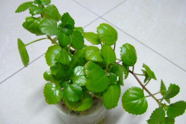 吸毒草怎么扦插,4步即可完成吸毒草的扦插