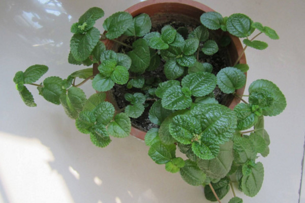 吸毒草怎么扦插,4步即可完成吸毒草的扦插