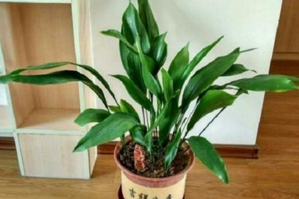 一叶兰怎么移植,建议在春秋季节进行移植