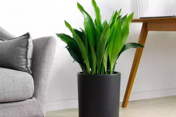 一叶兰怎么移植,建议在春秋季节进行移植