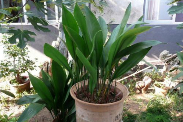 一叶兰怎么移植,建议在春秋季节进行移植