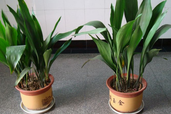 一叶兰怎么移植,建议在春秋季节进行移植