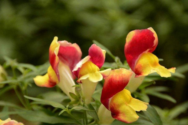 金鱼草的种植方法,4步即可完成种植