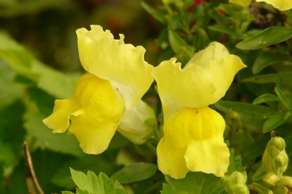 金鱼草的种植方法,4步即可完成种植