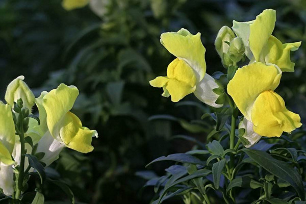 金鱼草的种植方法,4步即可完成种植