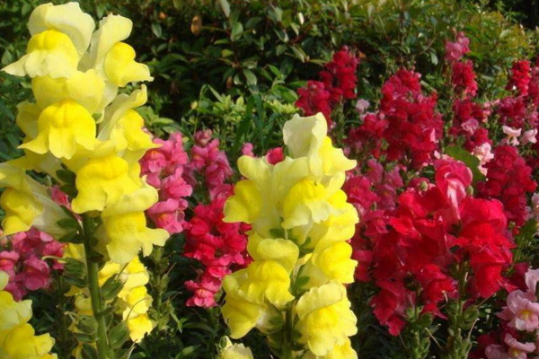 金鱼草的种植方法,4步即可完成种植