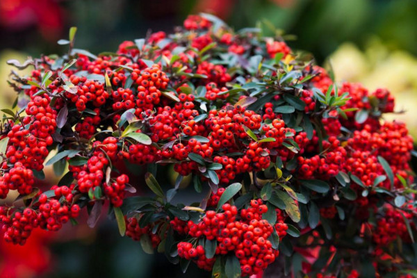 金玉满堂花怎么养,做好以下5点才能保证植株的生长