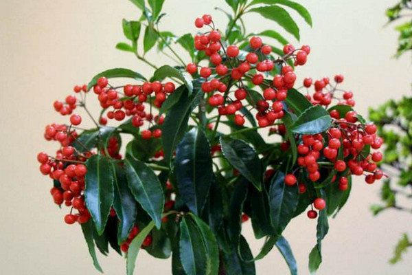 金玉满堂花怎么养,做好以下5点才能保证植株的生长