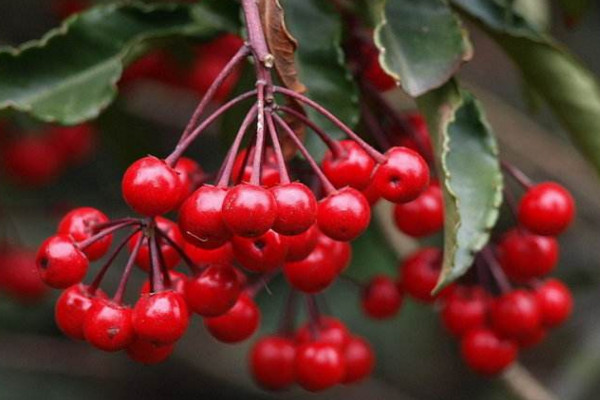 金玉满堂花怎么养,做好以下5点才能保证植株的生长