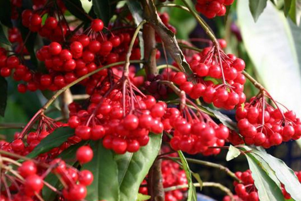 金玉满堂花怎么养,做好以下5点才能保证植株的生长