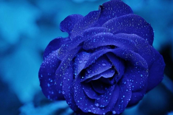 蓝色妖姬怎么保存,可以直接将它插入花瓶当中