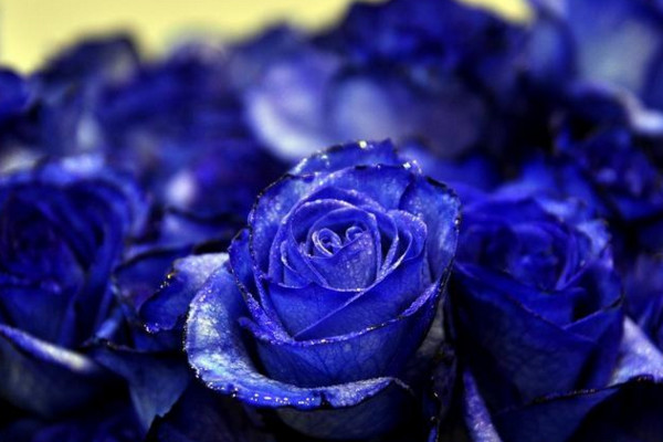 蓝色妖姬怎么保存,可以直接将它插入花瓶当中