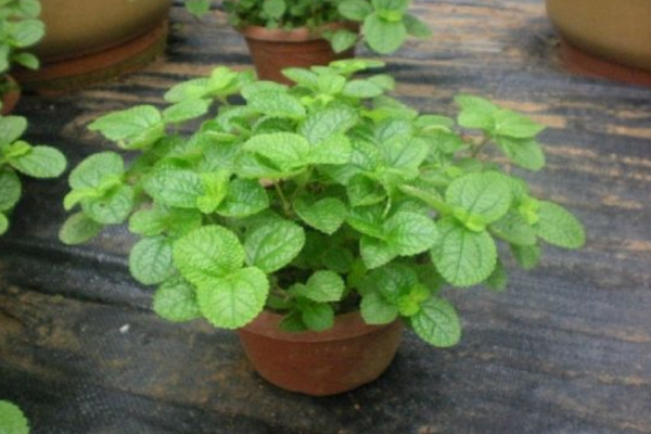 吸毒草有毒吗,没有毒性可以放心养护