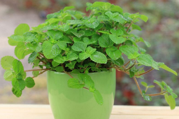 吸毒草有毒吗,没有毒性可以放心养护