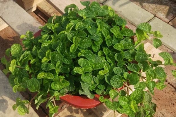 吸毒草有毒吗,没有毒性可以放心养护