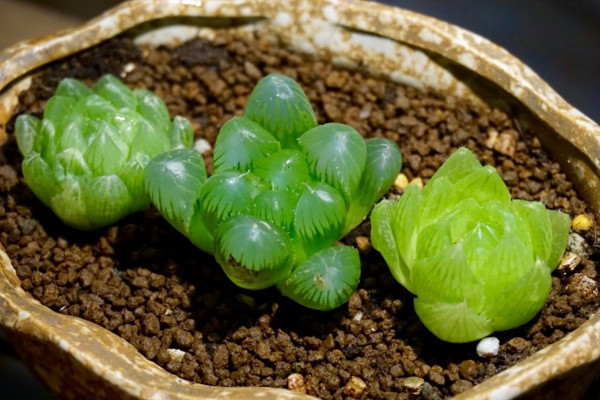 玉露夏天怎么养,做好遮阴以及降温措施