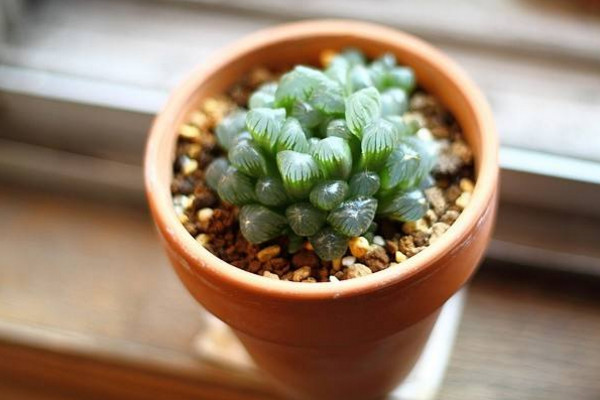 玉露夏天怎么养,做好遮阴以及降温措施