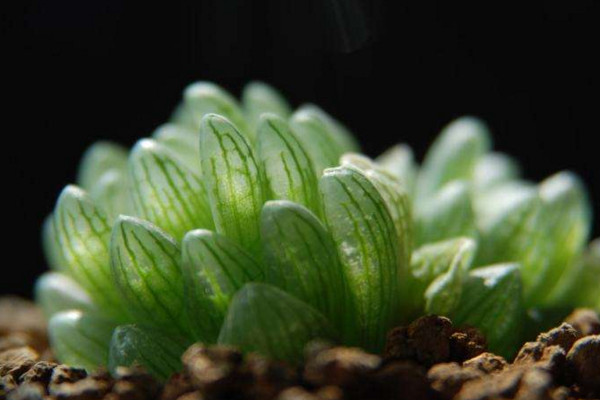 玉露夏天怎么养,做好遮阴以及降温措施