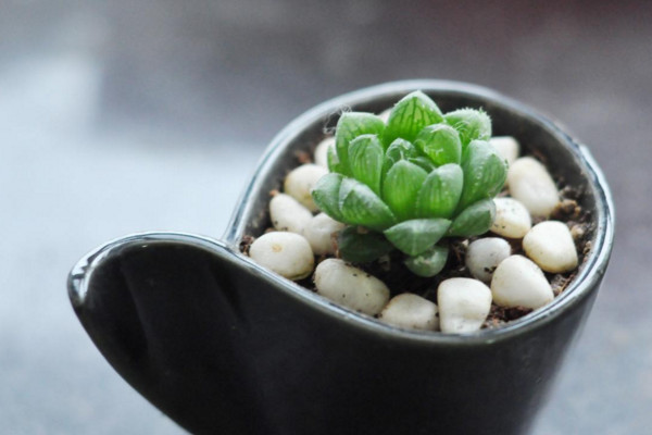 玉露夏天怎么养,做好遮阴以及降温措施