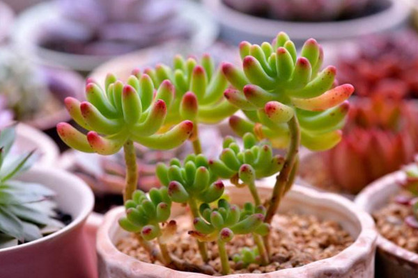 乙女心掉叶子怎么办,更换土壤并加强管理