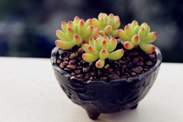 乙女心掉叶子怎么办,更换土壤并加强管理