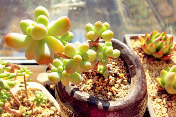 乙女心掉叶子怎么办,更换土壤并加强管理