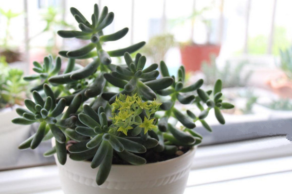 乙女心掉叶子怎么办,更换土壤并加强管理