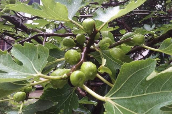 无花果盆栽的养殖方法，无花果养殖5大要点