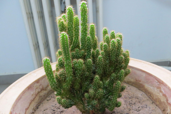 万重山为什么徒长,可能是因为缺水光照、施肥不当导致