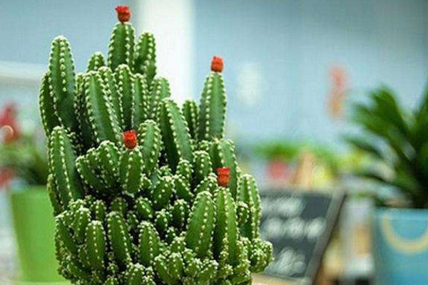 万重山为什么徒长,可能是因为缺水光照、施肥不当导致