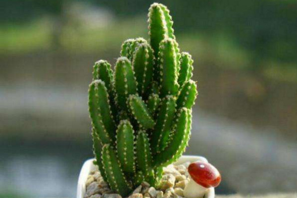 万重山为什么徒长,可能是因为缺水光照、施肥不当导致