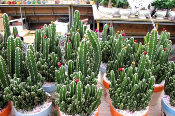 万重山为什么徒长,可能是因为缺水光照、施肥不当导致