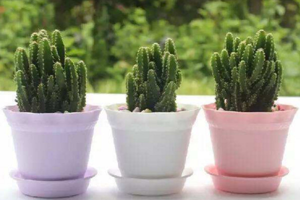 万重山为什么徒长,可能是因为缺水光照、施肥不当导致