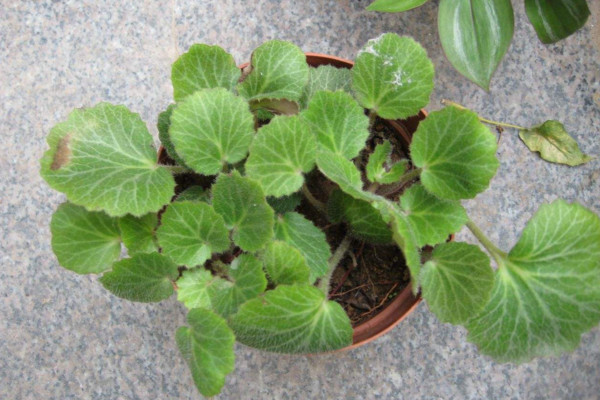 虎耳草怎么养，使用富含机质的沙壤土养护