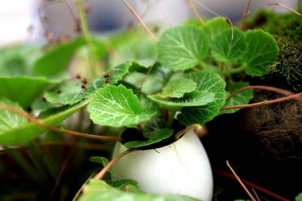 虎耳草怎么养，使用富含机质的沙壤土养护