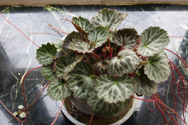 虎耳草怎么养，使用富含机质的沙壤土养护