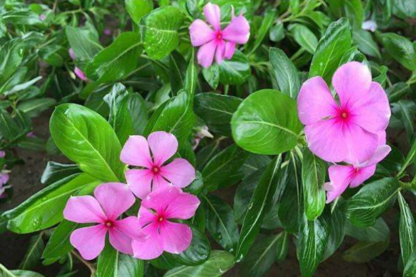 四季梅怎么繁殖,主要通过扦插以及播种进行