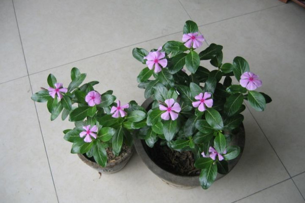 四季梅怎么繁殖,主要通过扦插以及播种进行