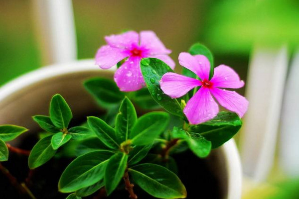 四季梅怎么繁殖,主要通过扦插以及播种进行