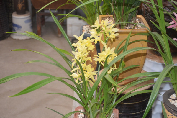 建兰怎么施肥，这样施肥植株长势更好